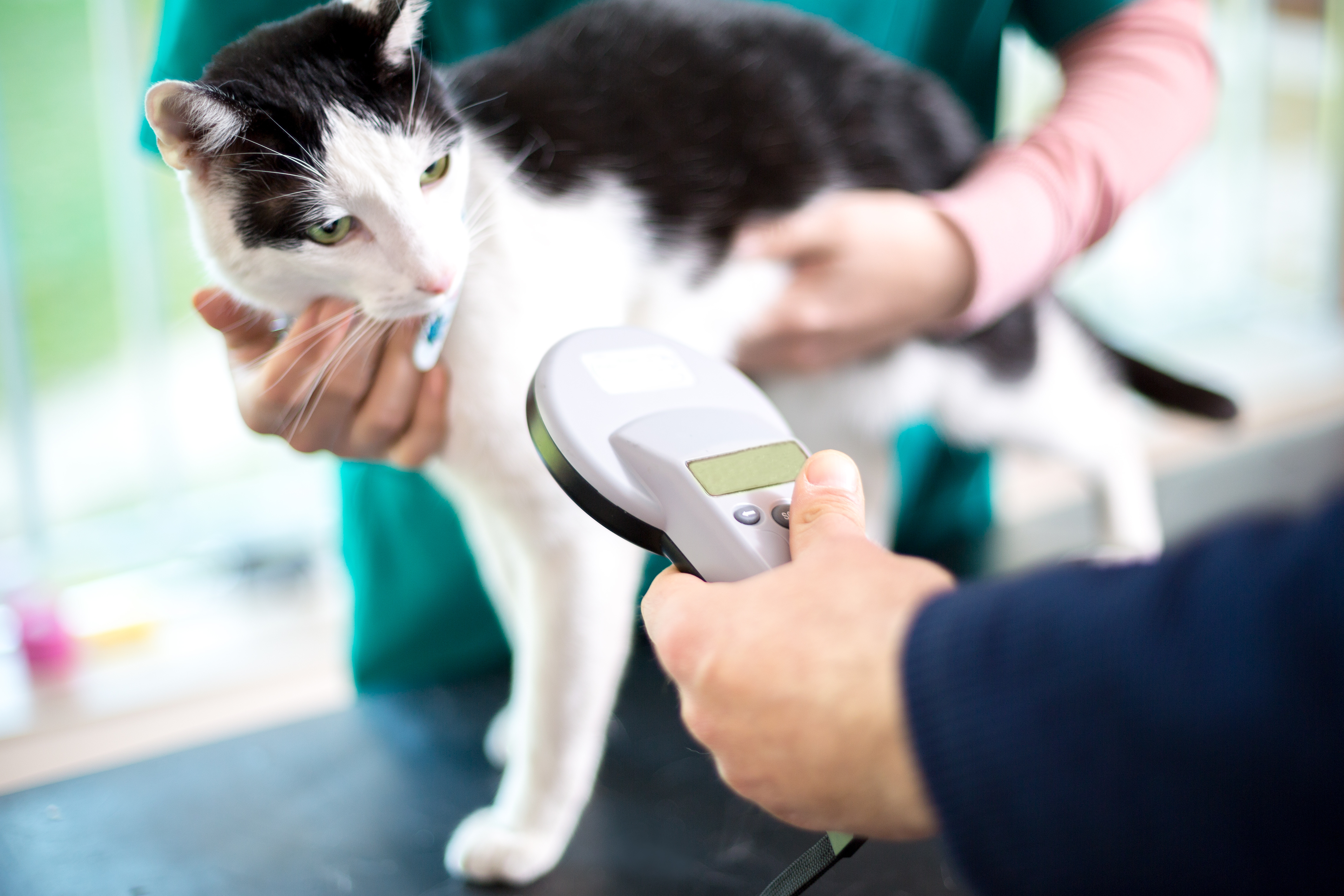 Microchip tracking device for cats