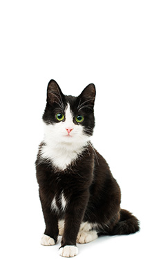 cat1