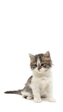 cat2