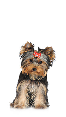 dog2