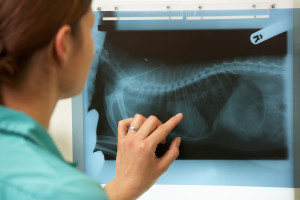 Female Veterinary Surgeon Examining X Ray In Surgery