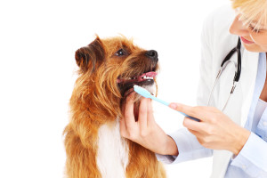 A picture of a vet brushing dog's teeth