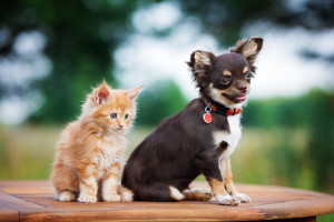 brown chihuahua puppy with a kitten