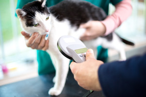 Identifying cat with microchip device