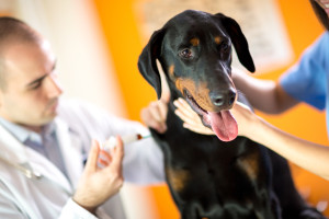 Great Dane dog receive injection in vet clinic