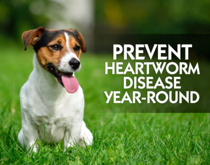 Heartworm Rebate